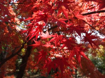 モンキーパーク!