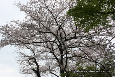 小学校に入学しました。