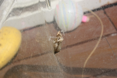 去年のさなぎ 蝶になった。