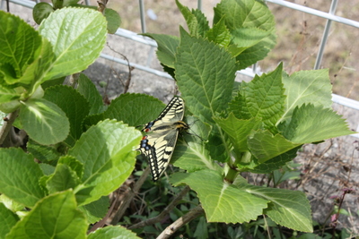 去年のさなぎ 蝶になった。