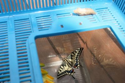 アゲハ蝶 きれいに生まれました。