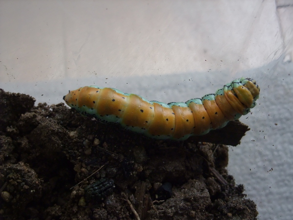 芋虫を育ててます。たぶん蛾。