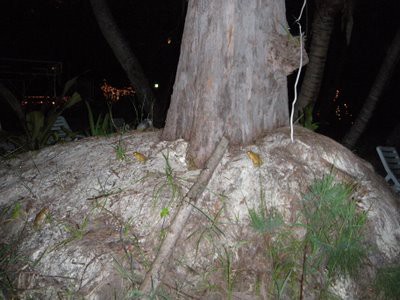 ビーチのカエル