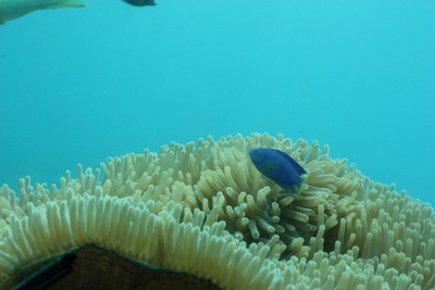 フィッシュアイ展望台の水中部分から海中をのぞく