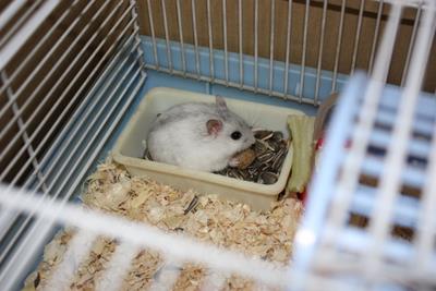 pa-rutoesa pa-rutoesa