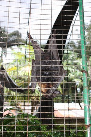 サイパン こうもり