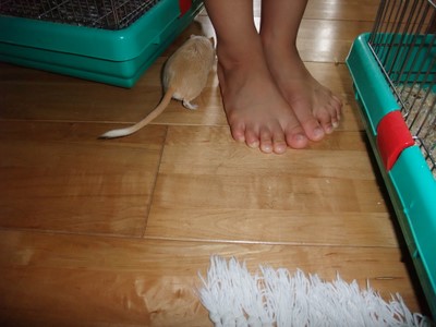 お散歩しっぽ お散歩しっぽ