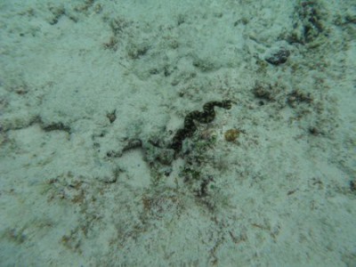 グアム シャコガイ