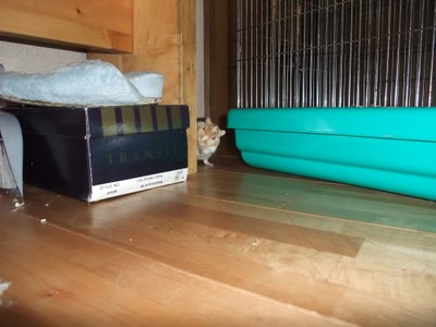 コンニチハ コンニチハ