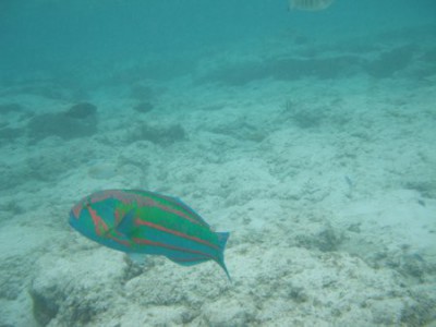 グアム 水中写真