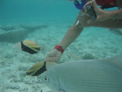 グアム 水中写真3