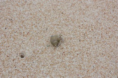 グアム ココパームビーチのヤドカリ