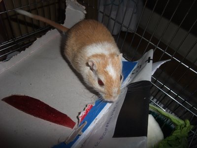 しろ りんご1 しろ りんご1