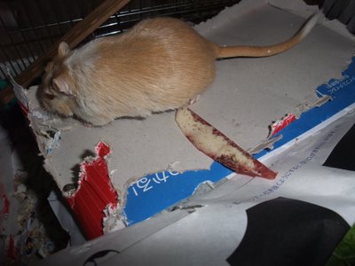 しろ りんご2 しろ りんご2