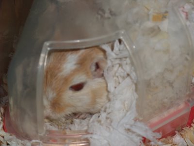 しろの家 しろの家