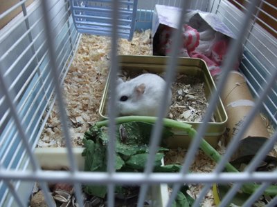 パール ケージ パール ケージ