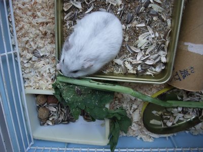 パール大根 パール大根