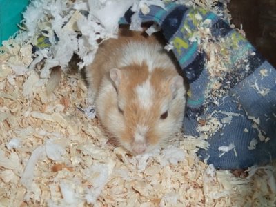 しろ 家 しろ 家