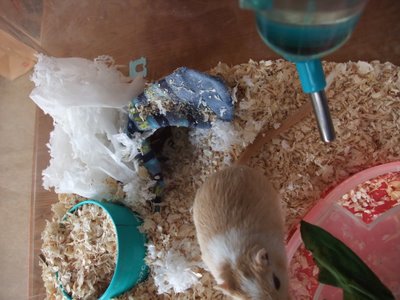 しろ 家 2 しろ 家 2