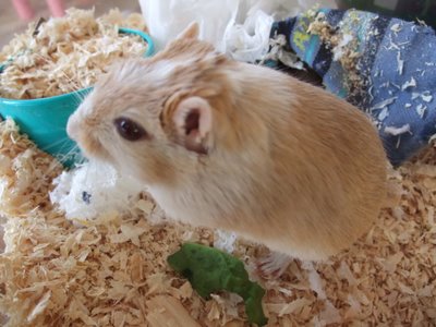 丸いしろ 丸いしろ