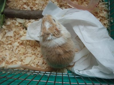 シロ 5.7 シロ 5.7