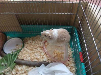 シロ 抜け毛 シロ 抜け毛