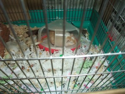 シロ 5.19 シロ 5.19