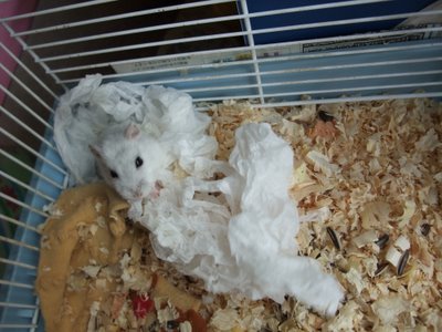 パール 5月 パール 5月