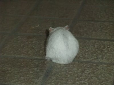 パール 後ろ パール 後ろ