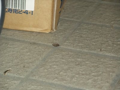 ダンゴムシ1 ダンゴムシ1