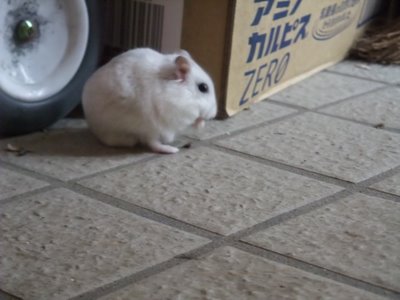 ダンゴムシを食べるパール ダンゴムシを食べるパール