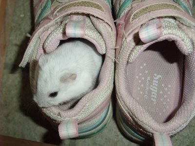 パールちゃんと靴 パールちゃんと靴