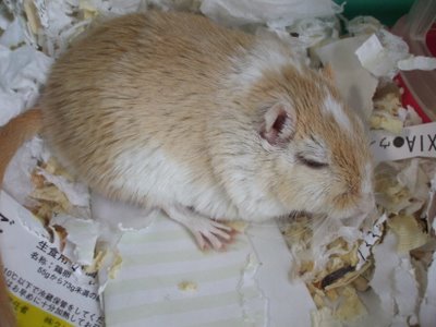 ボサボサシロ ボサボサシロ