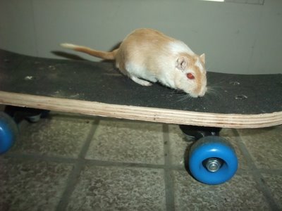 シロさん スケボー シロさん スケボー