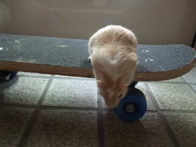 すぐ降りる シロさん すぐ降りる シロさん