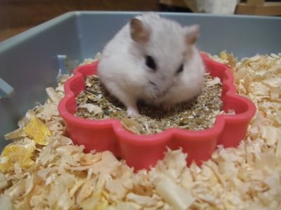 お砂場 パール お砂場 パール