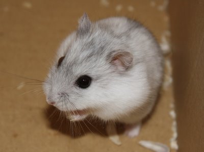 元気な頃のパールちゃん 元気な頃のパールちゃん