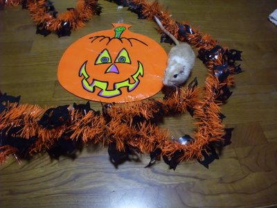 シロとモール シロとモール