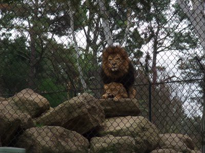 DISCOVERY KINGDOM ライオン