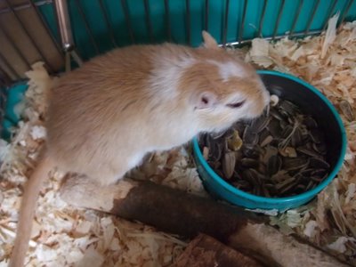 シロ 最後の一枚 シロ 最後の一枚