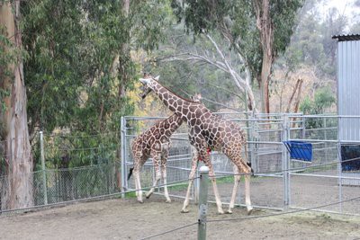 DISCOVERY KINGDOM キリン