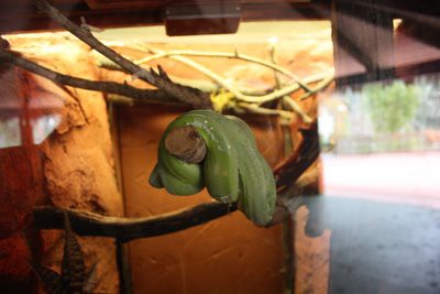 DISCOVERY KINGDOM へび