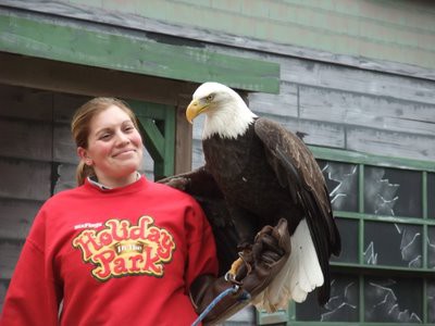 白頭ワシのショー