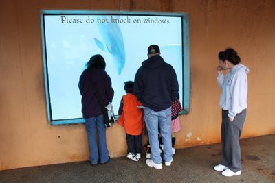 イルカの大水槽